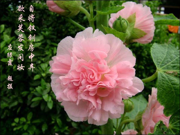 <p></p><p><font face="宋体"><font color="#0000ff" size="4">荠菜又名护生草、地荬菜、荠菜花、菱角菜、香菩菜、地菜花、蒲蝇花、烟盒草、田儿菜等,是十字花科荠菜属一年或两年生草本植物。荠莱的食用部位为嫩株,可生食、炒食、做馅、做汤用,有特殊清香味,新鲜、营养丰富,荠菜不分枝或基部分枝,被单毛、分枝毛或星状毛。基生叶莲座状,大头羽状分裂或羽