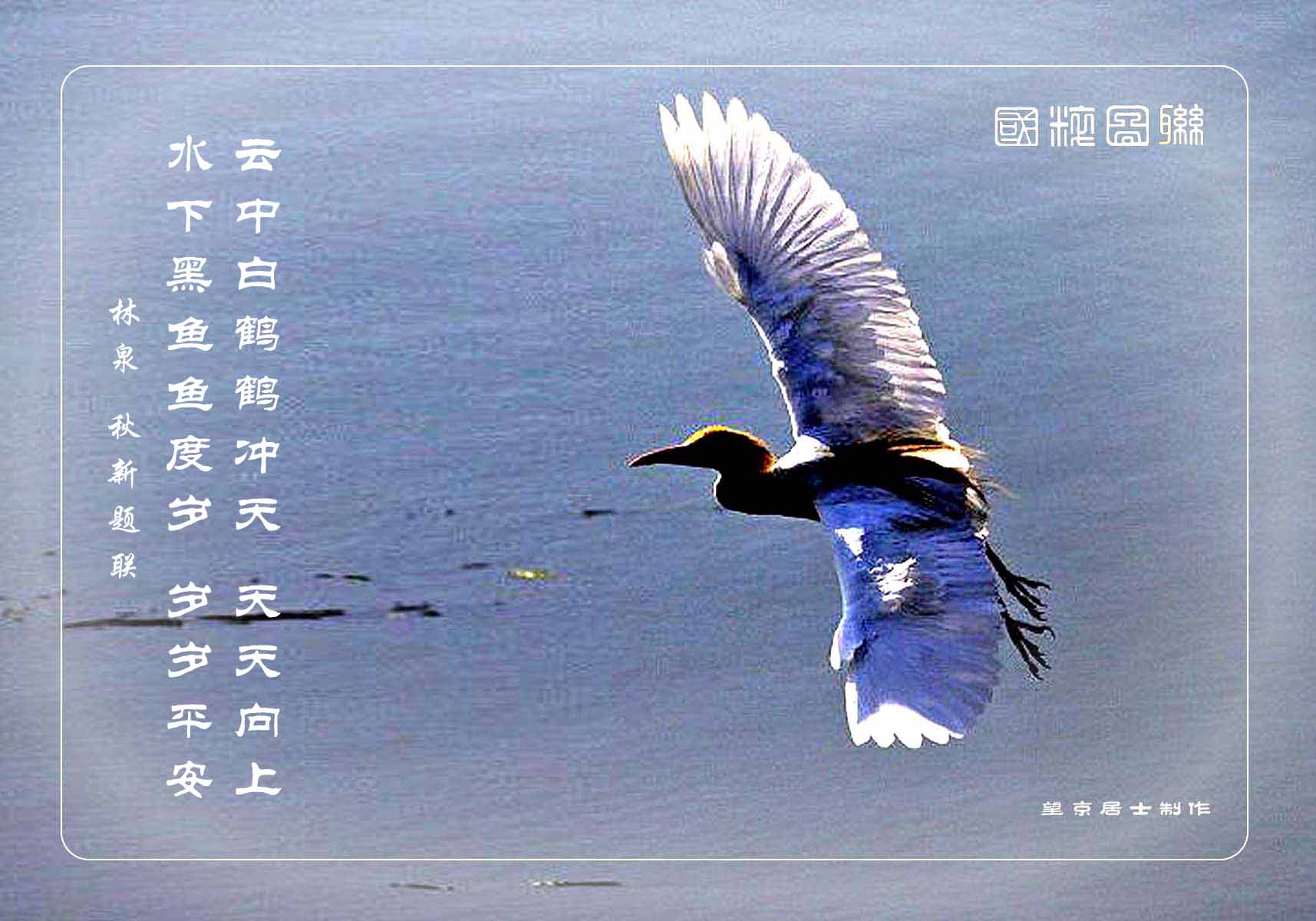 原创云中白鹤鹤冲天天天向上已制作分发