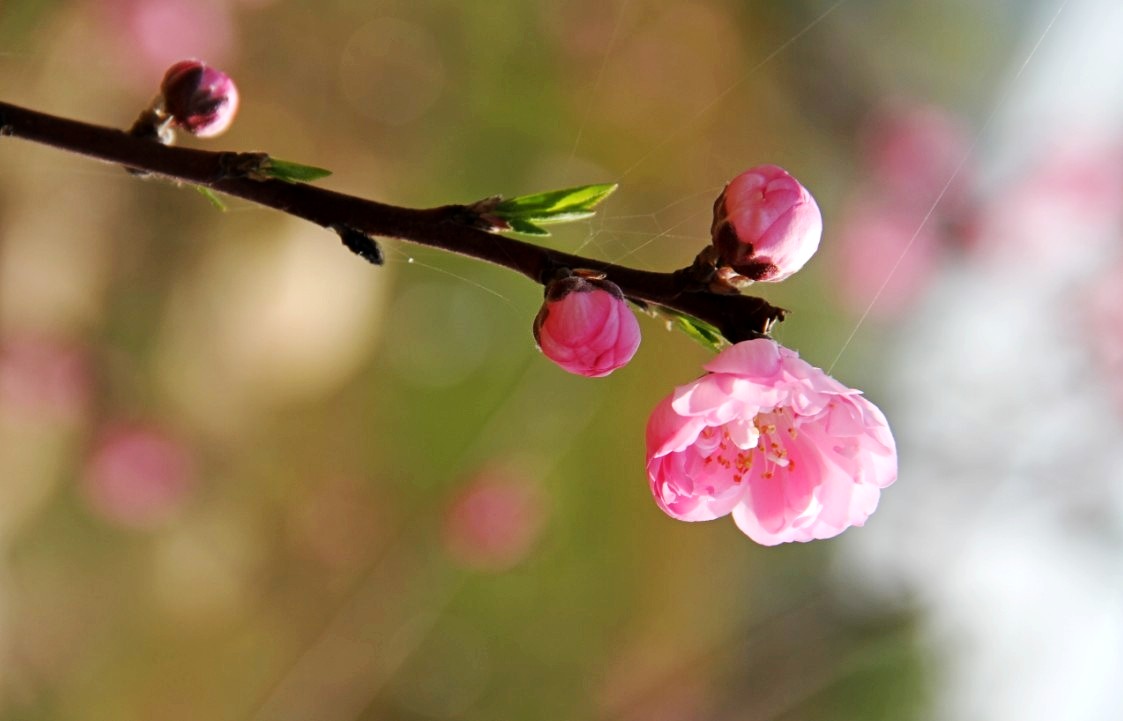 诗豪,诗魂,诗僧,诗魔,诗囚各指唐代哪些诗人?-诗