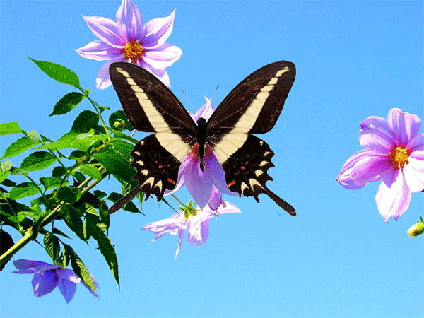 国粹论坛-[原创] 蝶恋花兮花恋蝶